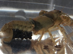Cambarus girardianus