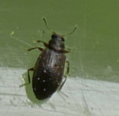 Latridiidae