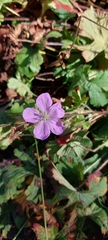 Geranium crenatifolium