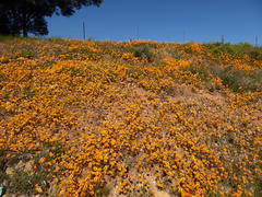Ursinia calenduliflora