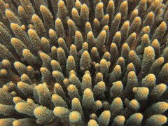 Acropora millepora