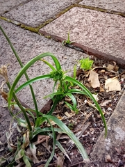 Cyperus eragrostis