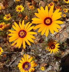 Ursinia calenduliflora