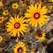 Ursinia calenduliflora - Photo (c) Andrew Massyn,  זכויות יוצרים חלקיות (CC BY-NC), הועלה על ידי Andrew Massyn