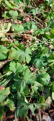 Geranium crenatifolium