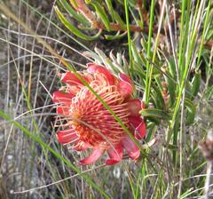 Protea canaliculata