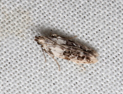 Hypatima baliodes