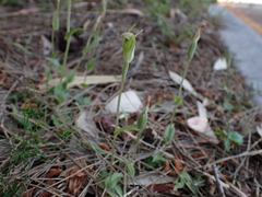 Pterostylis ectypha