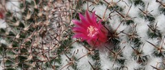 Mammillaria perbella