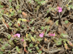 Teucrium intricatum