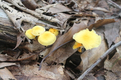 Cyptotrama chrysopepla