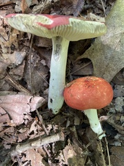 Russula rubescens