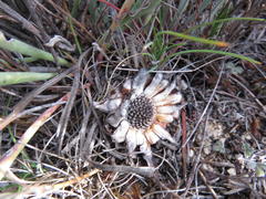 Protea laevis