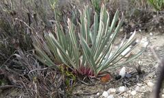 Protea laevis
