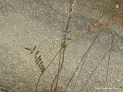 Sanguisorba verrucosa