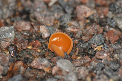 Aleuria aurantia