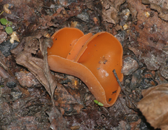 Aleuria aurantia