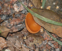 Aleuria aurantia