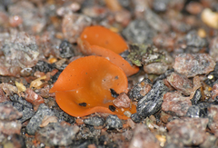 Aleuria aurantia