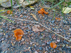 Aleuria aurantia