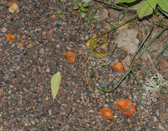 Aleuria aurantia