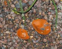 Aleuria aurantia