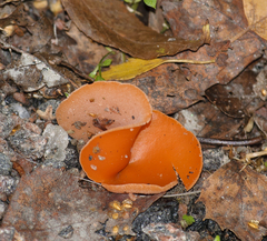 Aleuria aurantia