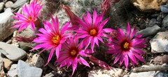 Mammillaria guelzowiana