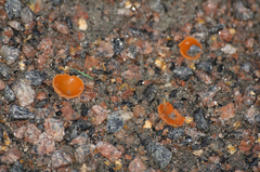 Aleuria aurantia