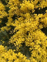 Acacia cultriformis