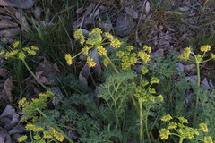 Lomatium papilioniferum