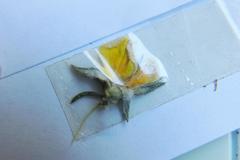 Aspalathus opaca opaca