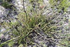 Aspalathus opaca opaca