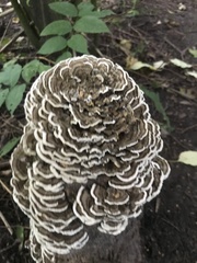 Trametes versicolor