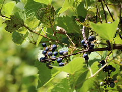 Vitis acerifolia