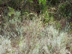 Bupleurum fruticescens