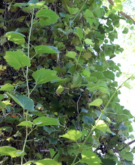 Vitis acerifolia