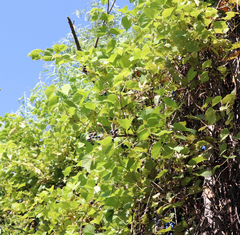Vitis acerifolia