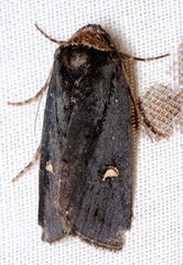 Proteuxoa cinereicollis