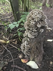 Trametes versicolor