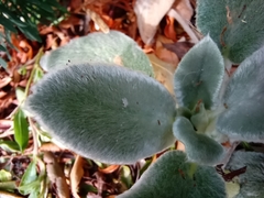 Stachys byzantina