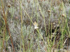 Cephalaria leucantha