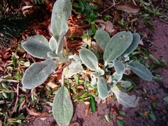 Stachys byzantina