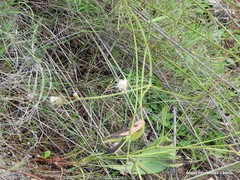 Cephalaria leucantha