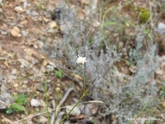 Cephalaria leucantha