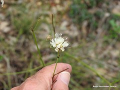 Cephalaria leucantha