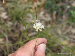 Cephalaria leucantha