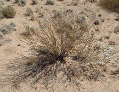 Hermannia grandiflora