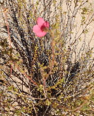Hermannia grandiflora