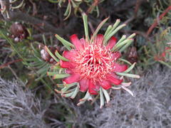 Protea canaliculata